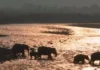 Inside the 80-Day Journey of a Mother Elephant Mourning Her Calf in Corbett
