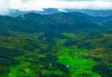 8 Scenic Forest Road Trips Near Mumbai, Bengaluru & Delhi That Feel Straight Out of a Dream