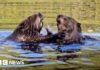 Beavers spotted in nature reserve for first time