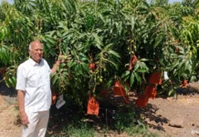 This Mango Looks & Tastes Like Alphonso, but Its Tiny Seed Gives Farmers More Pulp & Better Yields