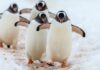 Gentoo penguin Ratchet dies after years in London basement