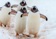 Gentoo penguin Ratchet dies after years in London basement