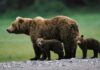 Man killed by mother bear with her cub in rare attack in Bulgaria