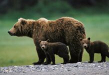 Man killed by mother bear with her cub in rare attack in Bulgaria