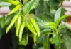 How To Grow Fresh Green Chillies at Home Even If You Only Have a Balcony or Sunny Window