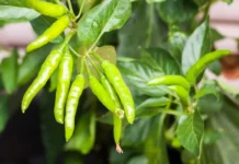 How To Grow Fresh Green Chillies at Home Even If You Only Have a Balcony or Sunny Window