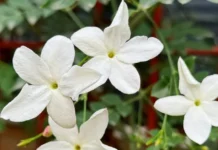 How To Grow Jasmine At Home In Warm Summer Months