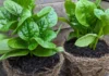 This Heat-Loving Vine Can Give Your Home Garden Fresh Greens Through the Summer Season