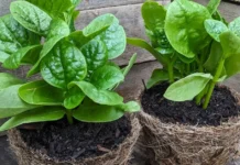 This Heat-Loving Vine Can Give Your Home Garden Fresh Greens Through the Summer Season