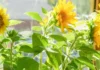 How to Grow Sunflowers in Pots — Even in the Smallest Corners of Your Home