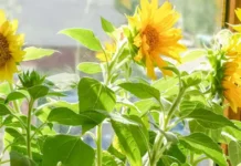 How to Grow Sunflowers in Pots — Even in the Smallest Corners of Your Home