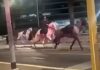 Dozens of horses stampede through the streets of Rome after getting spooked by fireworks