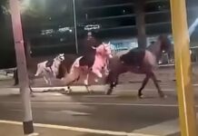 Dozens of horses stampede through the streets of Rome after getting spooked by fireworks