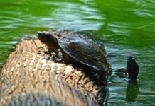 What Should You Do If You Find a Turtle on the Road, in Your Society, or Near Your Home?