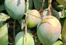 The Forgotten Jehangir Mango & Why It Disappeared from India’s Fruit Markets
