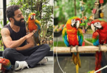 Jr NTR Introduces Pet Macaws Asahi and Yuuhi on His Birthday