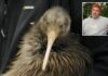 Iconic kiwi birds return to New Zealand’s capital after a century-long absence