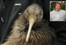Iconic kiwi birds return to New Zealand’s capital after a century-long absence