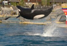 France to move Marineland orcas to Spain before summer