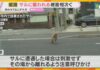 Monkey Attacks Continue in Himeji Neighborhoods