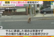 Monkey Attacks Continue in Himeji Neighborhoods