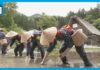 Traditional Rice Planting Festival Held in Shirakawa-go