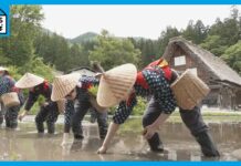 Traditional Rice Planting Festival Held in Shirakawa-go