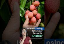 Climate Change Is Destroying India’s Favourite Summer Fruit