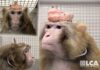 Investigation into treatment of monkeys at Canada lab