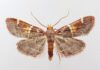 Scientists name new moth discovery after Pope Leo XIV