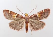 Scientists name new moth discovery after Pope Leo XIV
