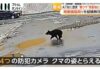 Bear Crashes Into ATM and Shatters Glass Door