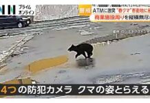 Bear Crashes Into ATM and Shatters Glass Door
