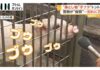 ‘Tonton’ Finds New Home After Police Protection Ends
