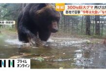 Massive Bears Roam Near Residential Areas Across Japan