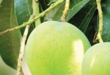 The Late Mango India Waits For: Why Neelam Arrives When Most Varieties Disappear