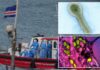 Hantavirus concerns? 4 other emerging animal-to-human diseases that can be extremely deadly