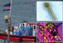 Hantavirus concerns? 4 other emerging animal-to-human diseases that can be extremely deadly
