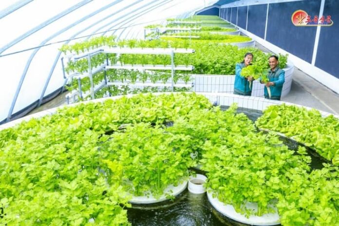 north-korea-sinuiju-comprehensive-greenhouse-farm-hydroponics-feb-2026-696x464.jpg