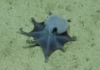 New species of blue octopus discovered 5,900 feet underwater