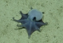 New species of blue octopus discovered 5,900 feet underwater