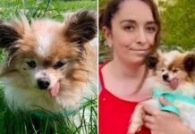 The world’s likely oldest dog finds new home after outliving owner
