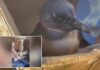 Rescuers save critically endangered penguin found face-down on beach