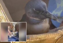 Rescuers save critically endangered penguin found face-down on beach