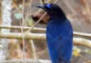 How a Morning Walk & a Whistle Led to a Rare Bird Sighting in Amravati Forest