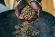 How 1500 Sundarbans Farmers Are Reviving 192 Native Rice Varieties for Cyclone-Hit Soil