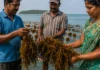 Seaweed Farming Cannot Magically Solve Climate Change. But It Could Help Coastal Families Survive It