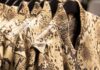 UK’s BioFleax debuts in Stella McCartney x H&M collection