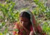 How Better Soil Health Can Help Farmers Improve Yields, Save Water and Cut Recurring Costs