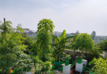 Could Roof Gardens Be a New Trend To Cut Electricity Bills in Unbearable Heat?